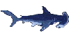 a shark